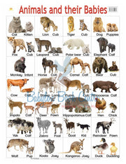 Animals And Their Babies